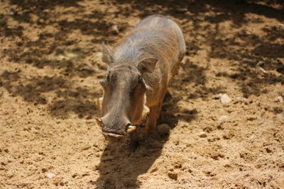High angle view of warthog standing at zoo