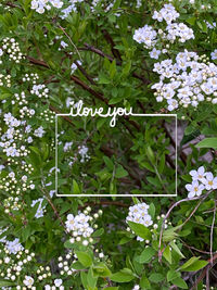 View of white flowering plants