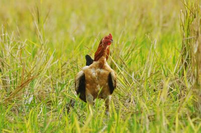 View of a bird on field