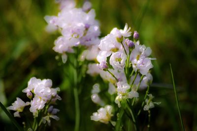 Close-up of purple flowering plant