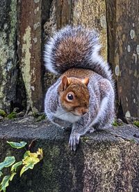 Close-up portrait of squirrel on tree trunk