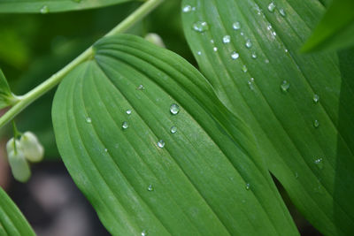 Close-up of water drops on leaves