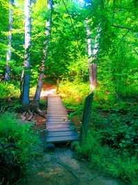 View of trees in forest