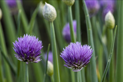 Close-up of purple flowering plant