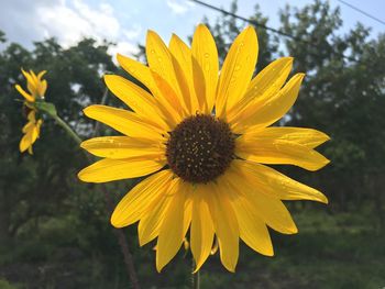 Close-up of yellow flower blooming outdoors