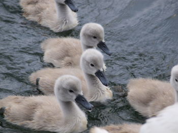 Swans and ducks swimming in lake