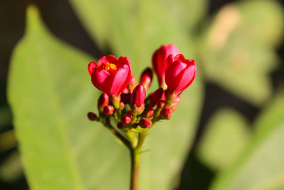 Close-up of red flower