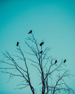 Low angle view of birds flying against clear blue sky