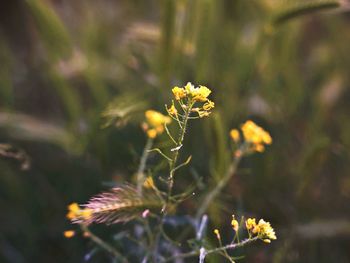 Close-up of yellow flowering plant on field