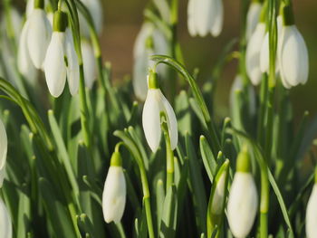 Close-up of white flowering plants