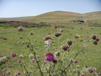 Scenic view of field against clear sky