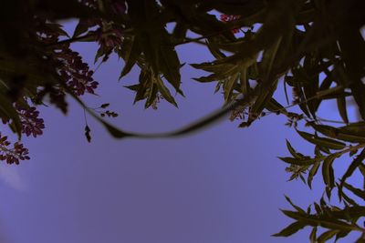 Low angle view of silhouette leaves against sky