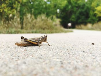 Close-up of insect on retaining wall