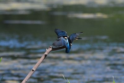 Bird flying over lake