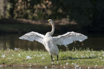 View of a bird flying in the field