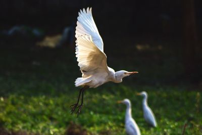 Close-up of bird flying