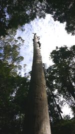 Low angle view of trees