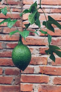 Close-up of fresh green plant against brick wall