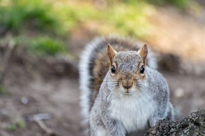 Close-up portrait of squirrel