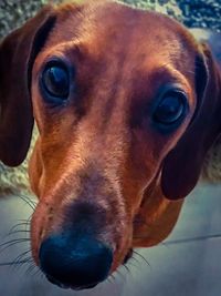 Close-up portrait of dog