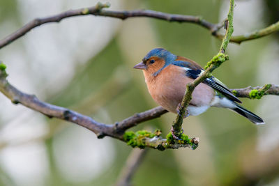 Close-up of bird perching on twig