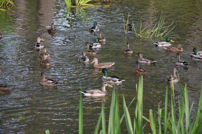 High angle view of ducks in lake