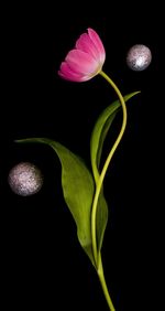 Close-up of flowering plant against black background