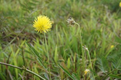 Close-up of flowers blooming on field