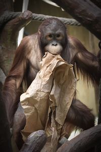 Monkey sitting on tree in zoo