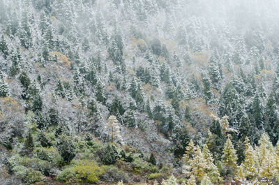 Full frame shot of trees during winter