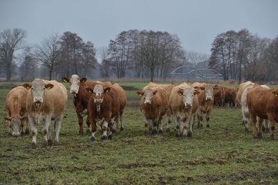 Cows grazing in a field