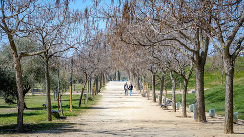 People walking on pathway along trees in park