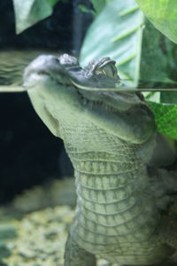 Close-up of turtle in water