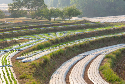 High angle view of agricultural field