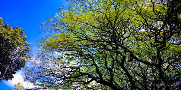 Low angle view of trees against blue sky