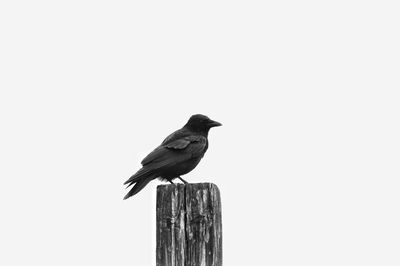 Close-up of bird perching on wooden post