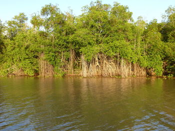 Scenic view of lake by trees against sky