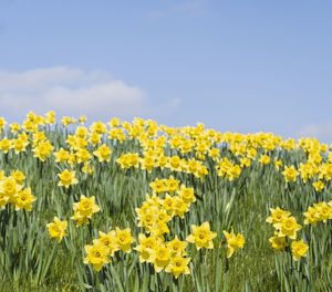 Yellow flowering plants on field against sky