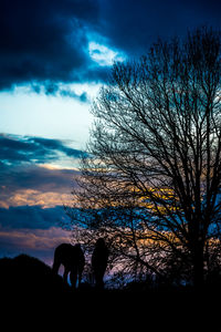 Silhouette of bare trees against cloudy sky