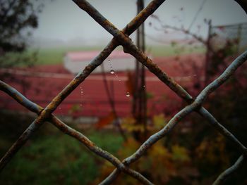 Close-up of chainlink fence