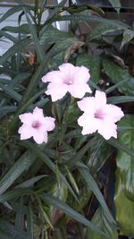 Close-up of pink flowering plant