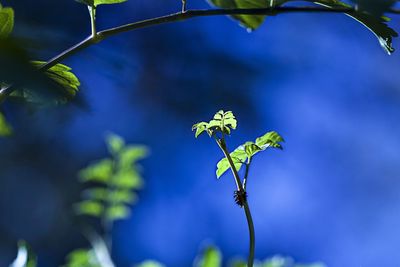 Close-up of plant against blurred background