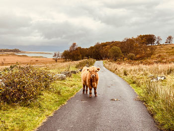 Young highland cow