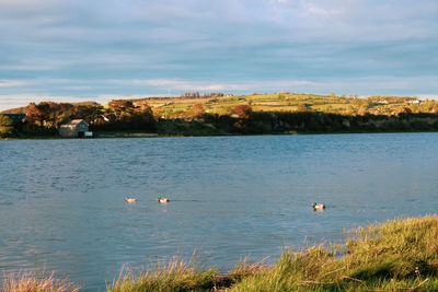 Birds on lake against sky