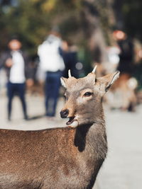 Close-up of deer against blurred background