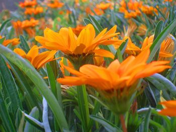 Close-up of orange flowers blooming on field