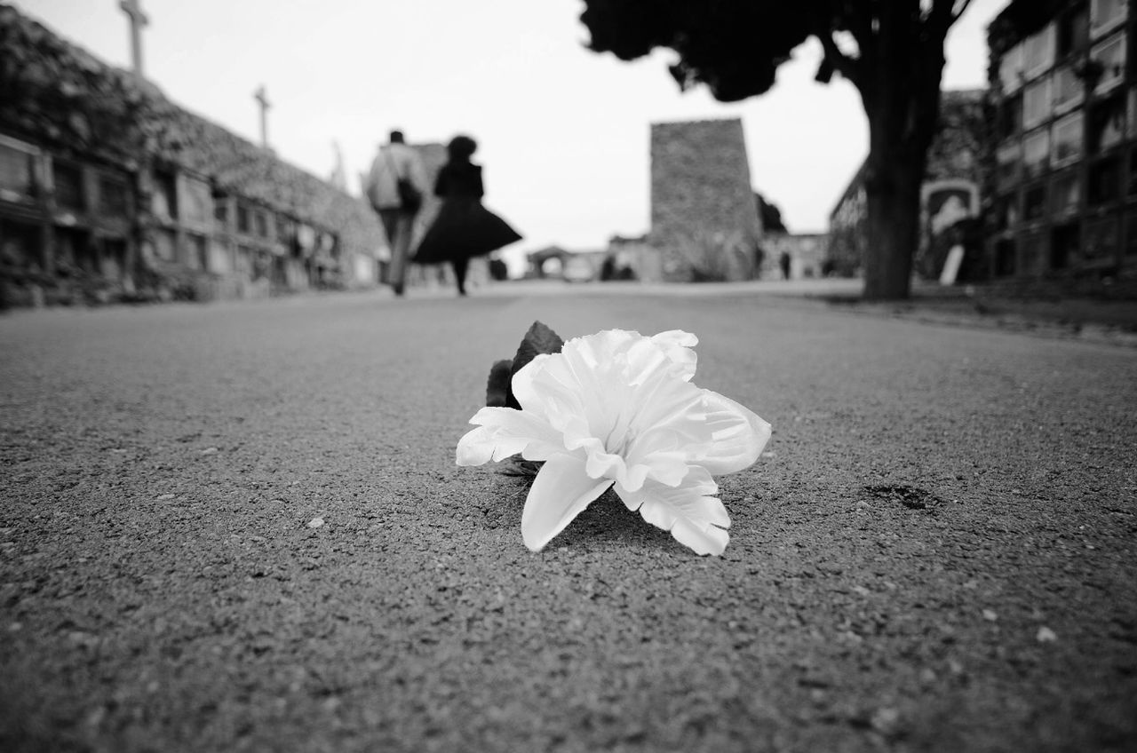 flower, petal, fragility, building exterior, built structure, focus on foreground, architecture, flower head, freshness, street, white color, city, selective focus, day, blooming, nature, outdoors, close-up, growth, road