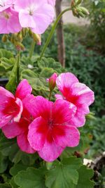 Close-up of pink flowers