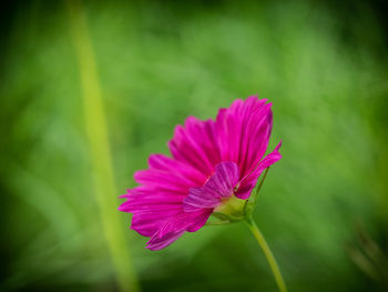 Close-up of pink flower