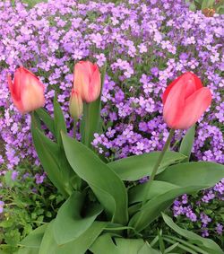 Close-up of pink flowers